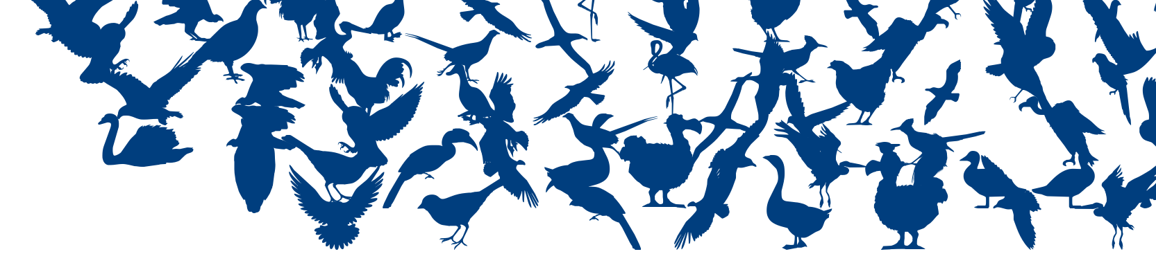 Birds of a Feather font